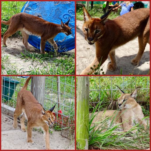 5ceef2d6-f653-4d8f-9aa1-73cdfbba28803